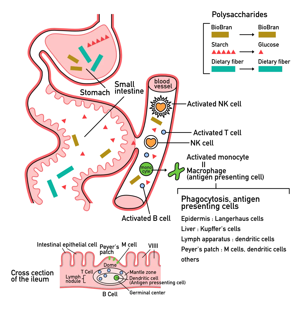 Illustration explaining how BioBran is absorbed to blood vessels via small intestine